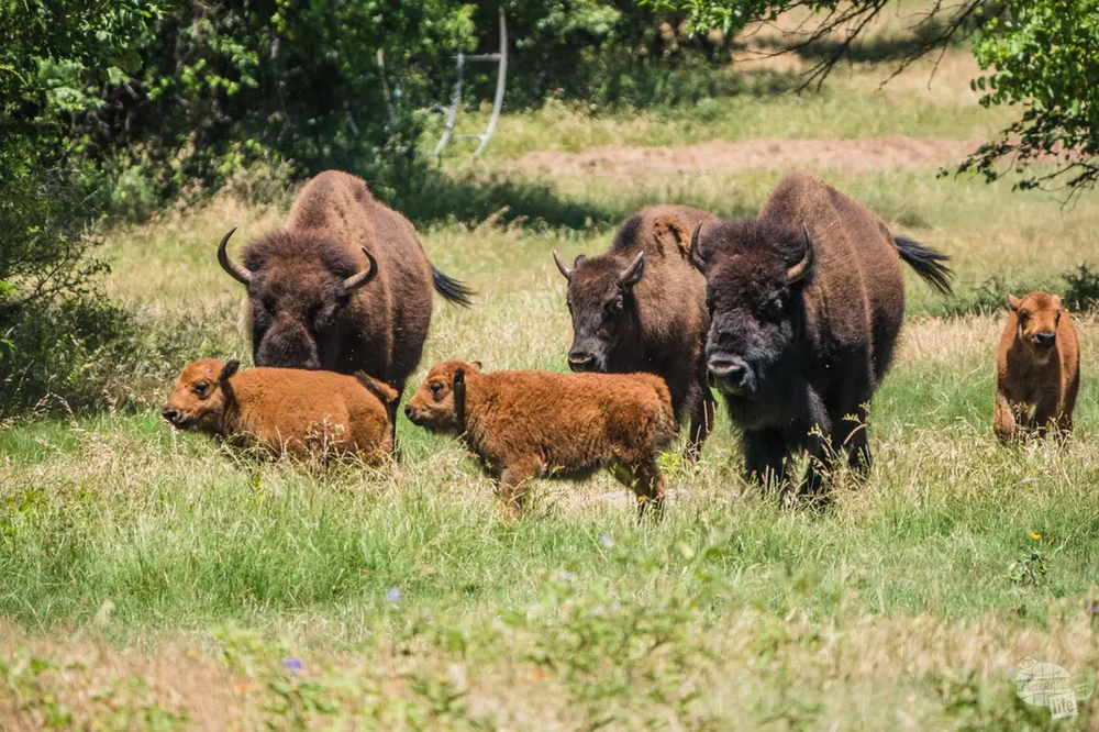 a herd of bison roaming in chickasaw national recreation area in sulphur